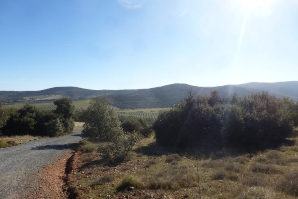Camino entre siembras y barbechos. Al fondo la sierra